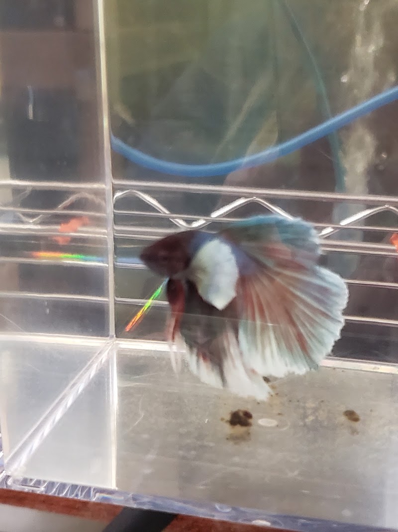 West Lake Aquatics - Photo 4