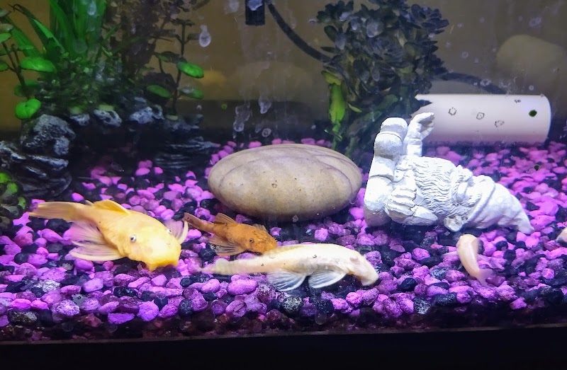 Iowa City Tropicals - Photo 4