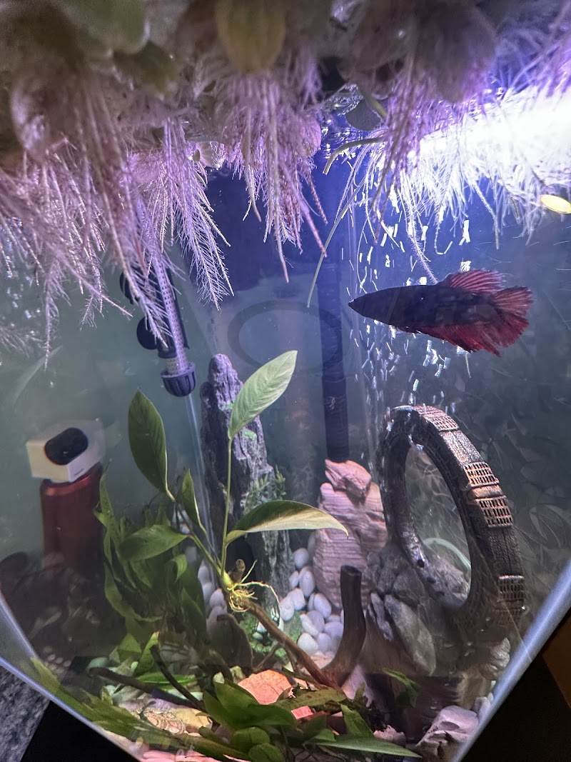 Iowa City Tropicals - Photo 5