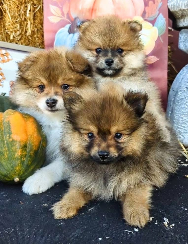 Teske Pet & Garden - Photo 4