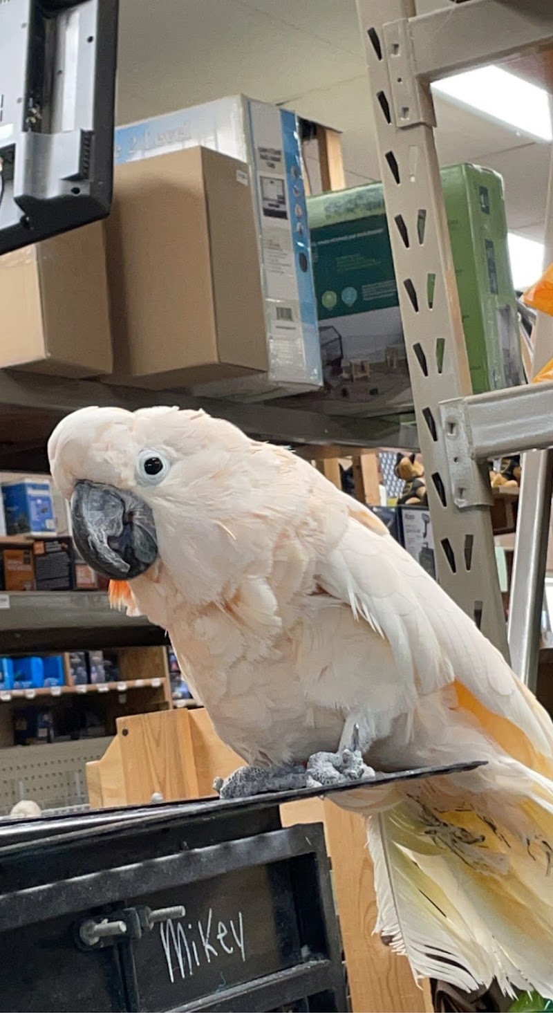 Pet's Playhouse - Photo 4