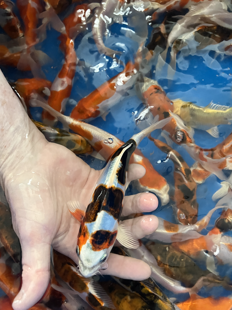 Kloubec Koi - Photo 2