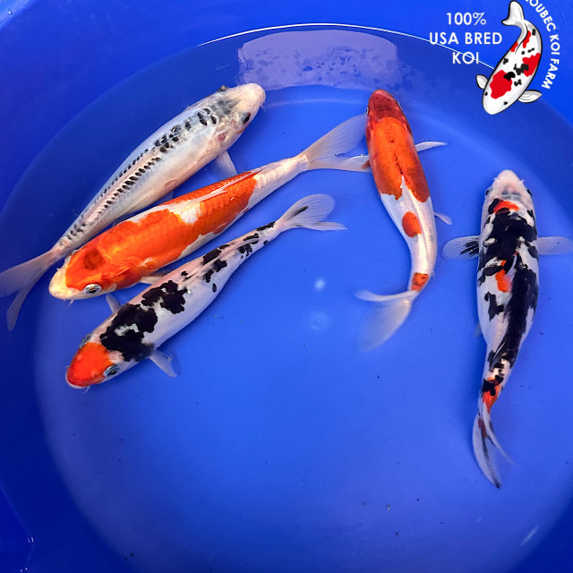 Kloubec Koi - Photo 3