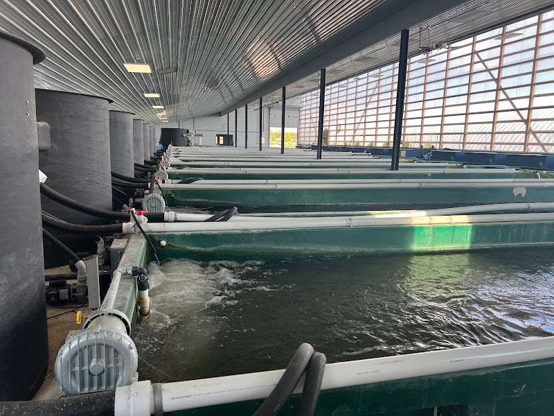 Kloubec Koi - Photo 5