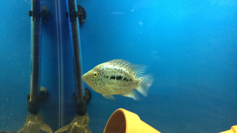 Something Fishy - Photo 2