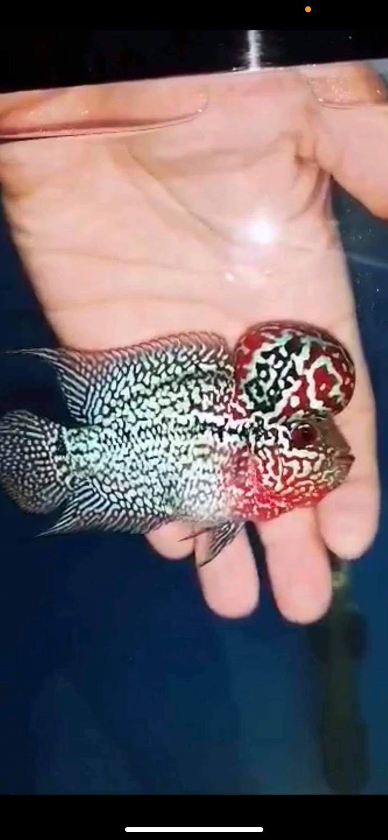 Something Fishy - Photo 4