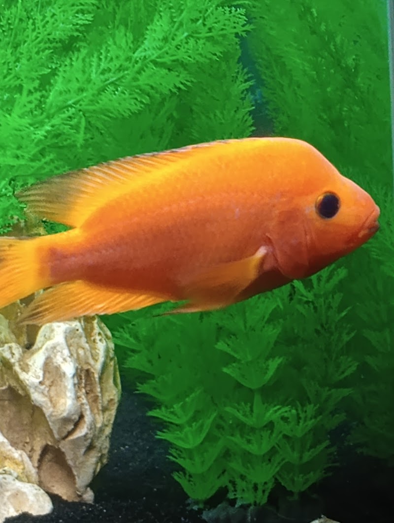 Too Many Tanks - Photo 4