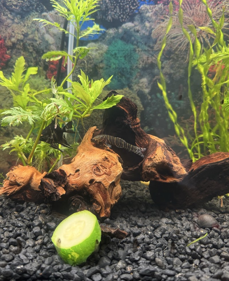 Too Many Tanks - Photo 5