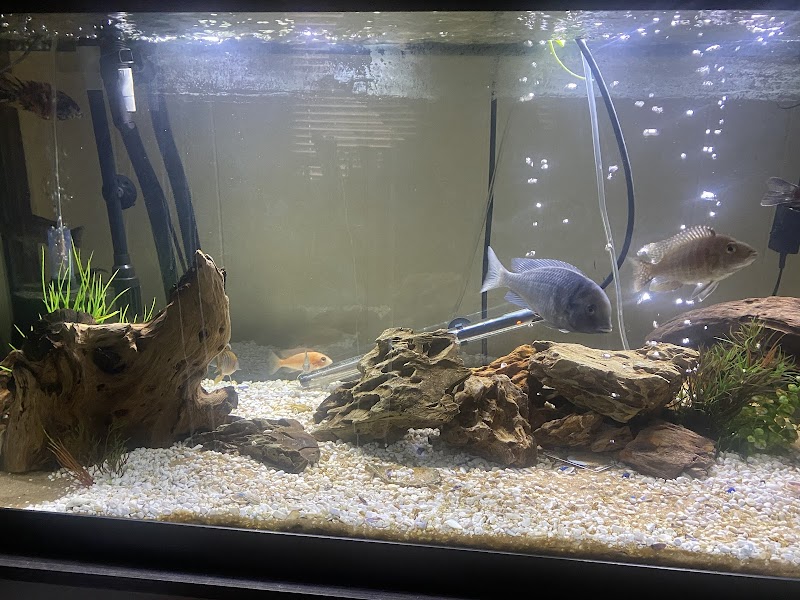 The Fish Store - Photo 3