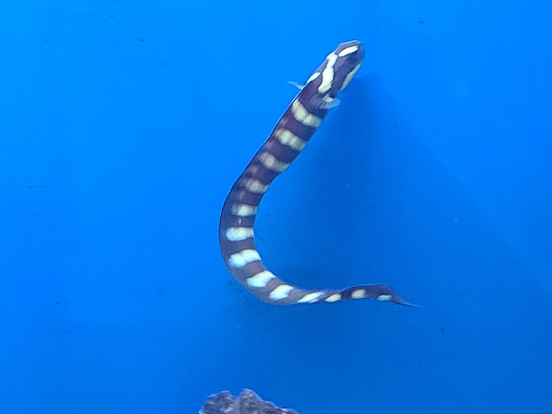 The Fish Store - Photo 4