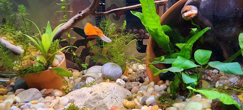 Tristan's Tropical Fish LLC - Photo 2