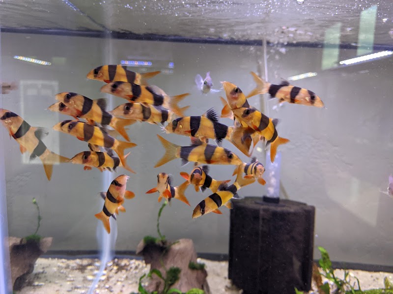 Tristan's Tropical Fish LLC - Photo 3