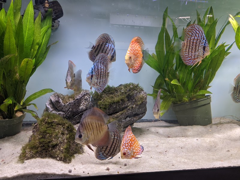 Tristan's Tropical Fish LLC - Photo 5