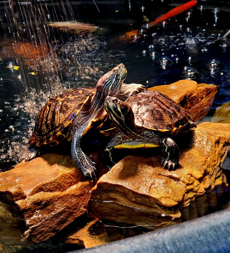 Fishy Vibes Pets and Supplies - Photo 4