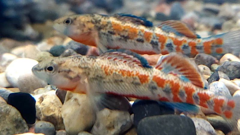 GroFin Aquatics - Photo 2