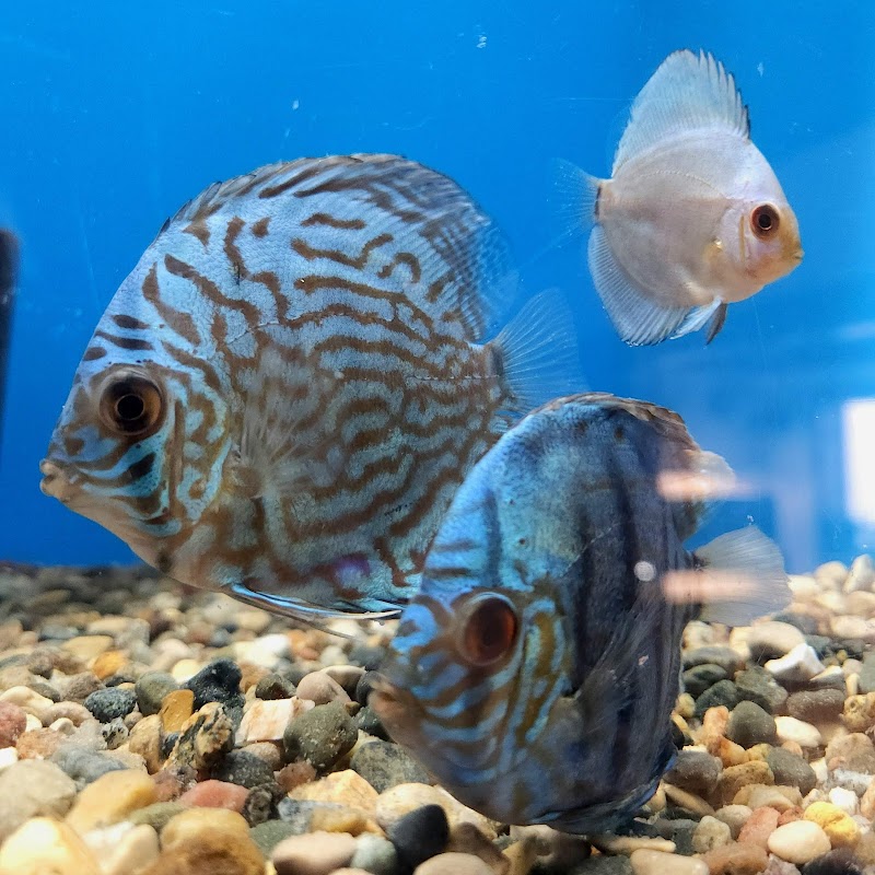 GroFin Aquatics - Photo 4