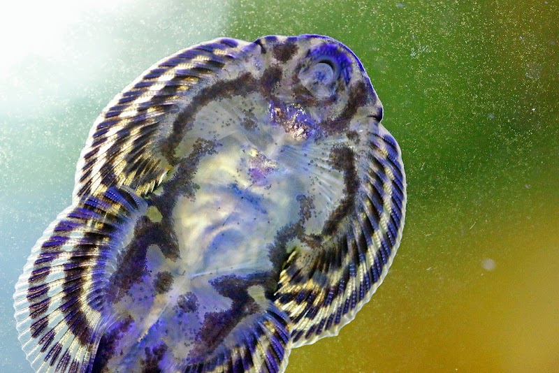 Worlds Under Water - Photo 3