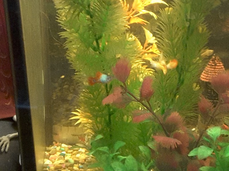 Tropical Valley Fish & Pets - Photo 1