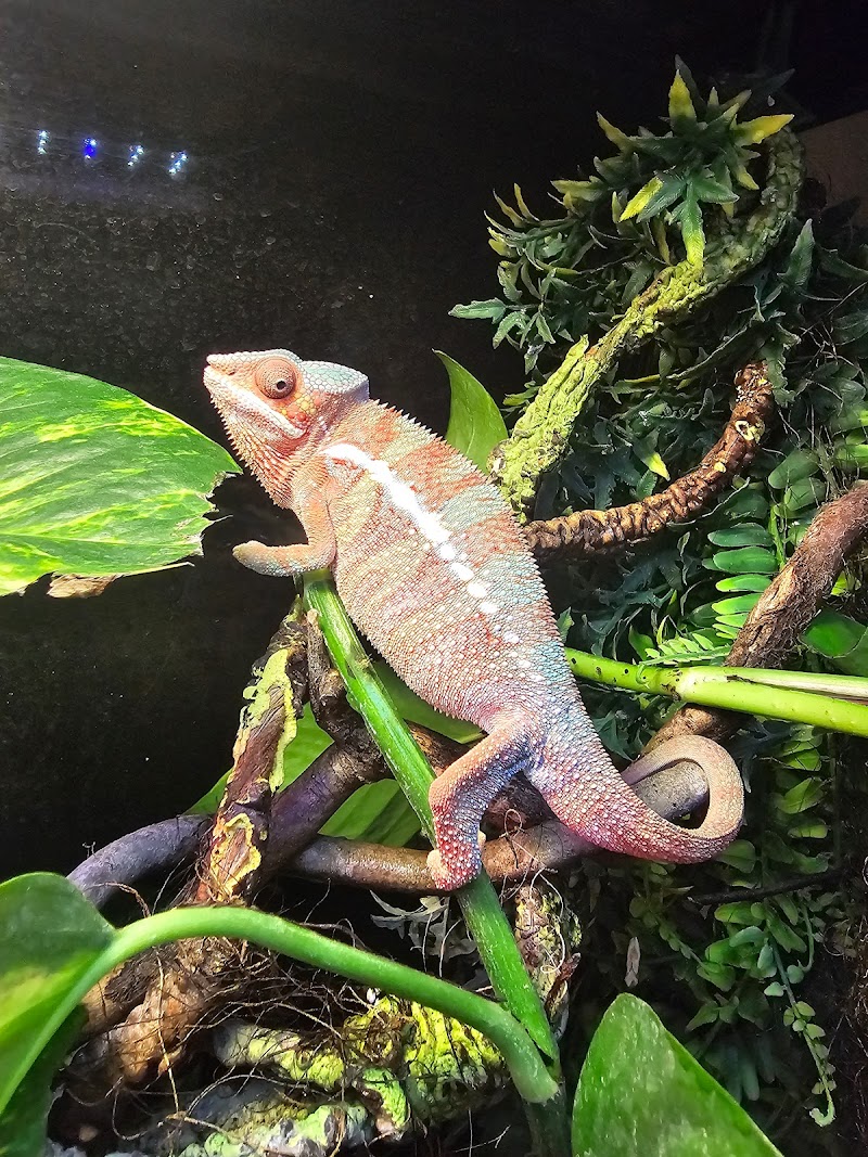 Loess Hills Pet Collective - Photo 3