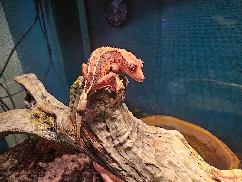 Loess Hills Pet Collective - Photo 5