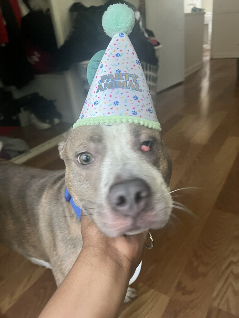 Noah's Ark Pet Store - Photo 2