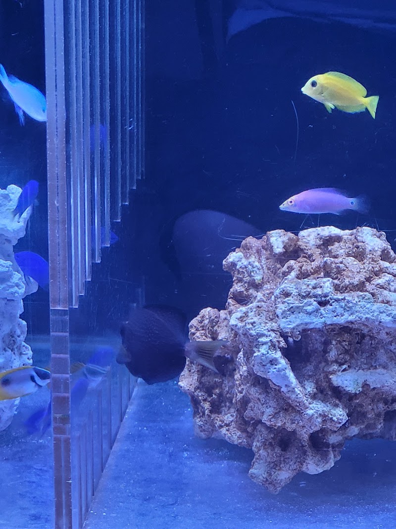 Quality Saltwater Fish And Corals LLC - Photo 2