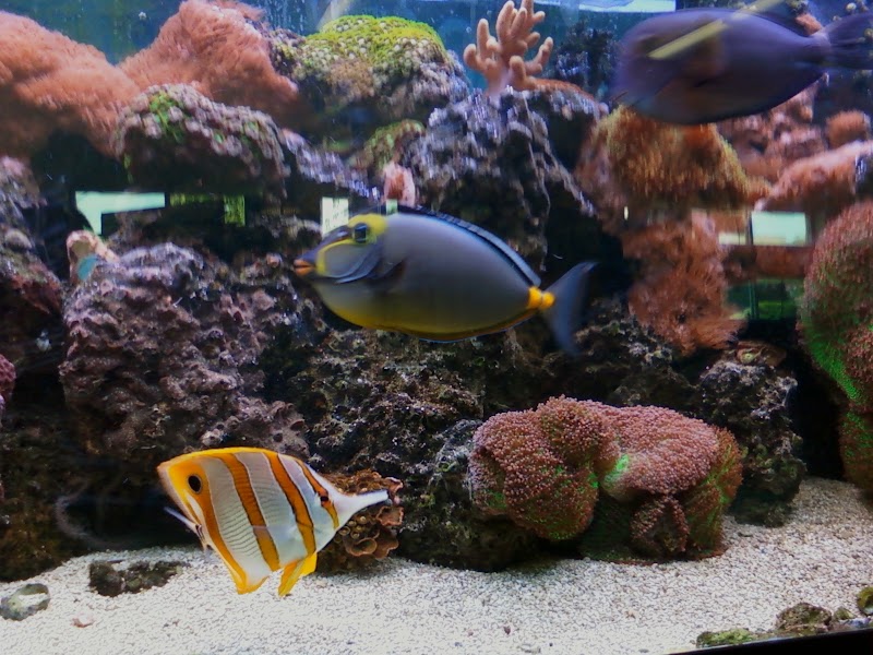 Fish Aquariums & Stuff - Photo 2