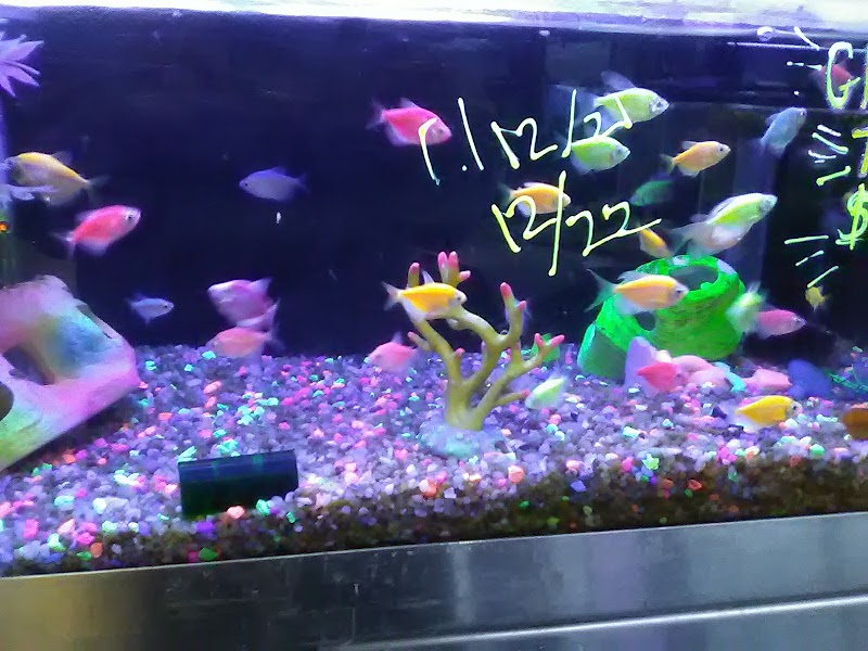 Fish Aquariums & Stuff - Photo 4