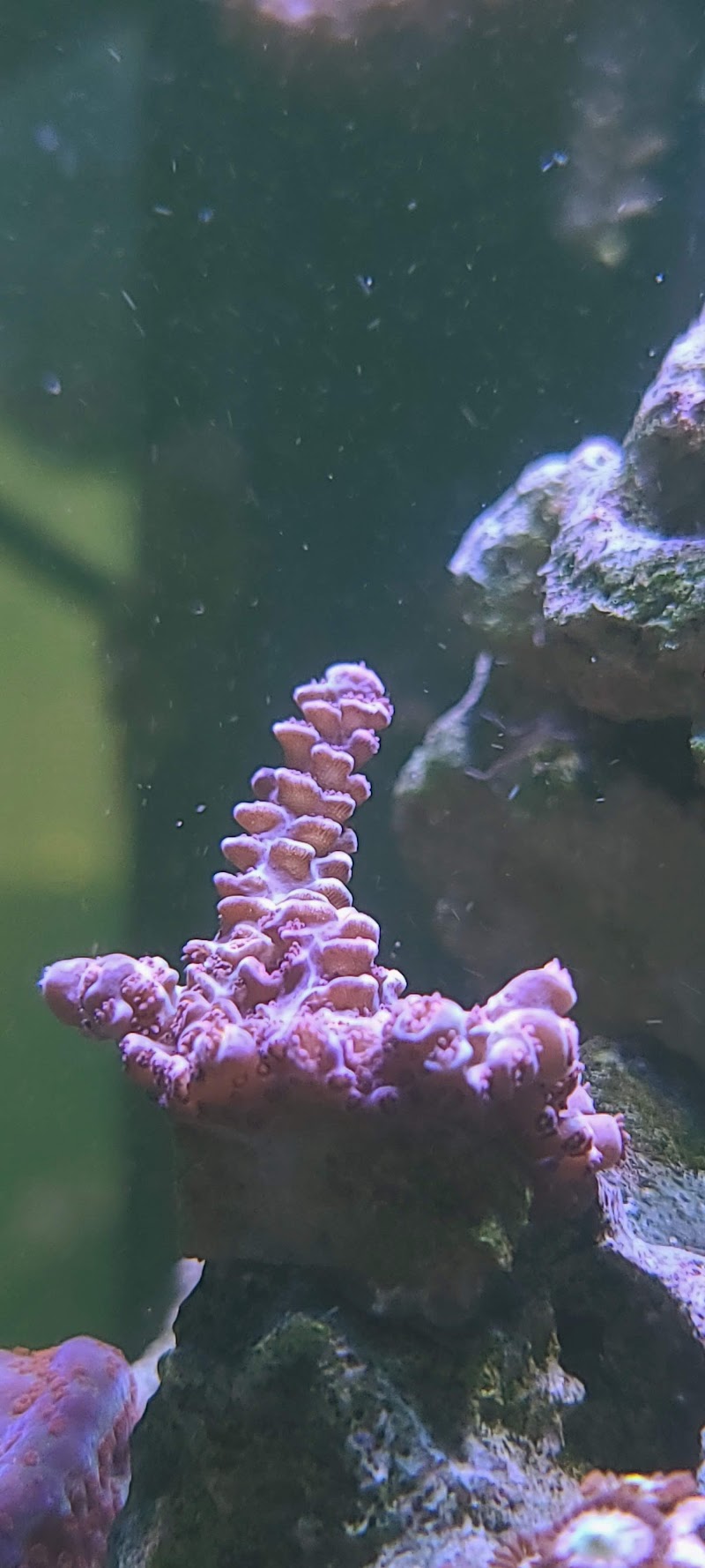 Corals4Cheap - Photo 3