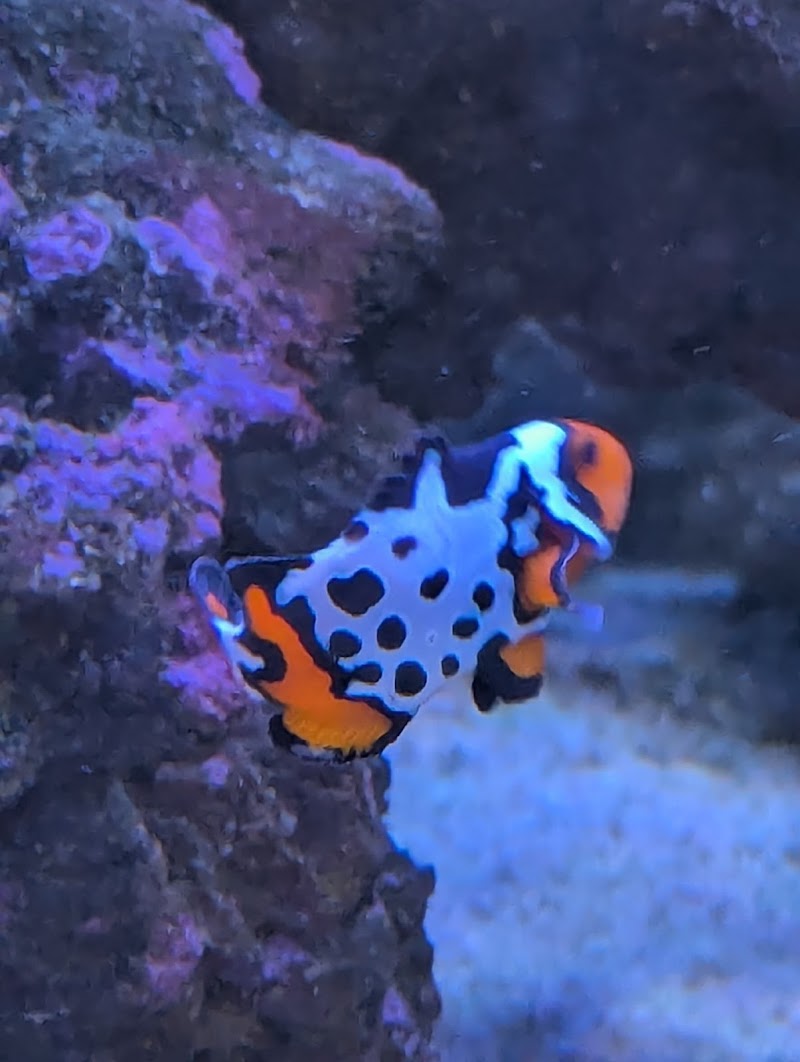 Corals4Cheap - Photo 4