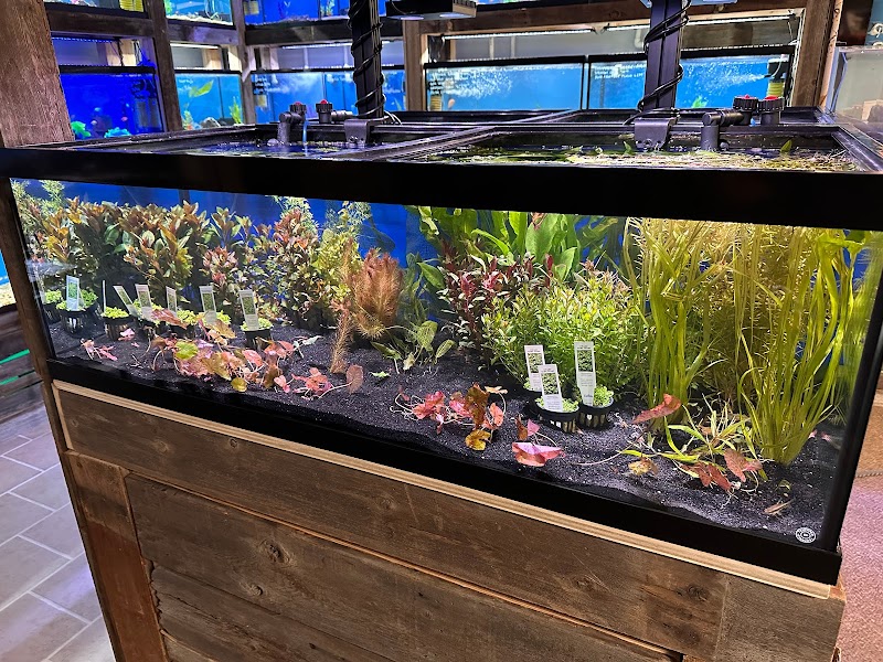 Sunken Ship Aquatics - Photo 3