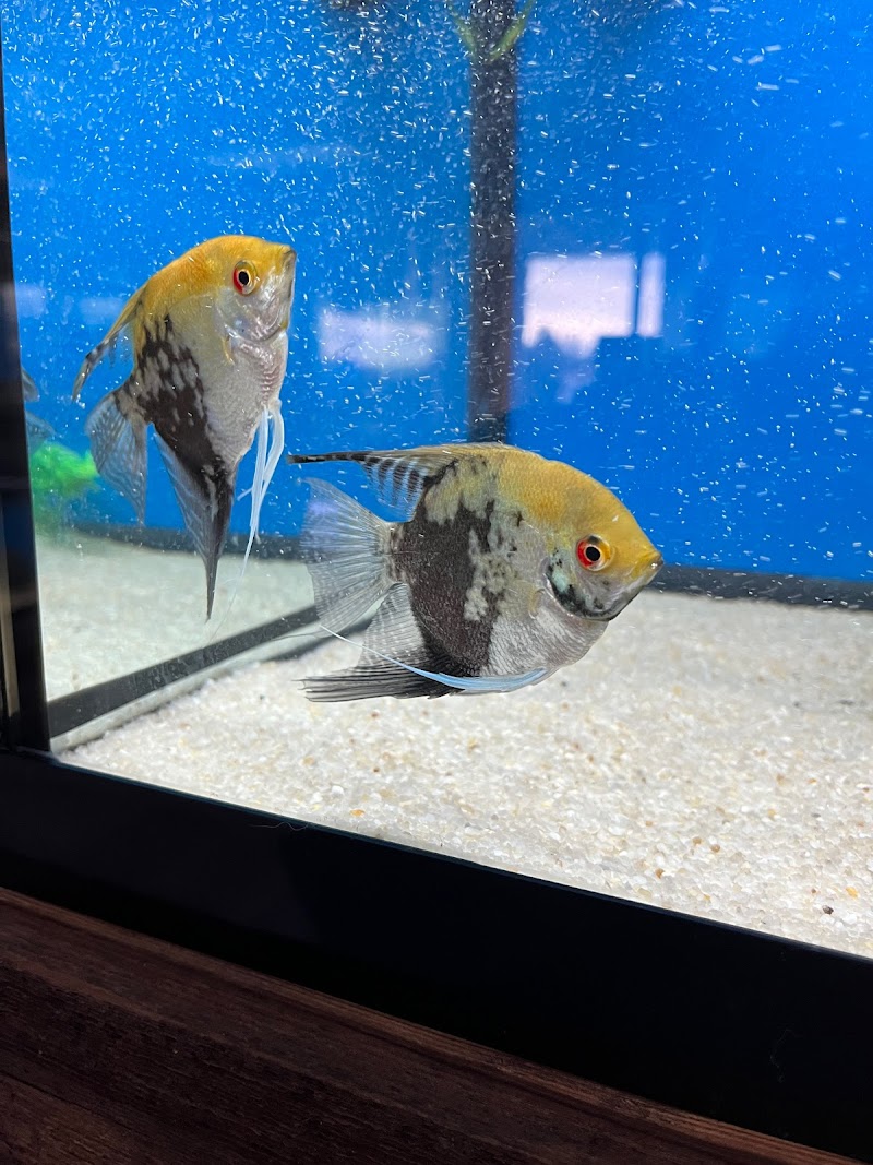 Sunken Ship Aquatics - Photo 4