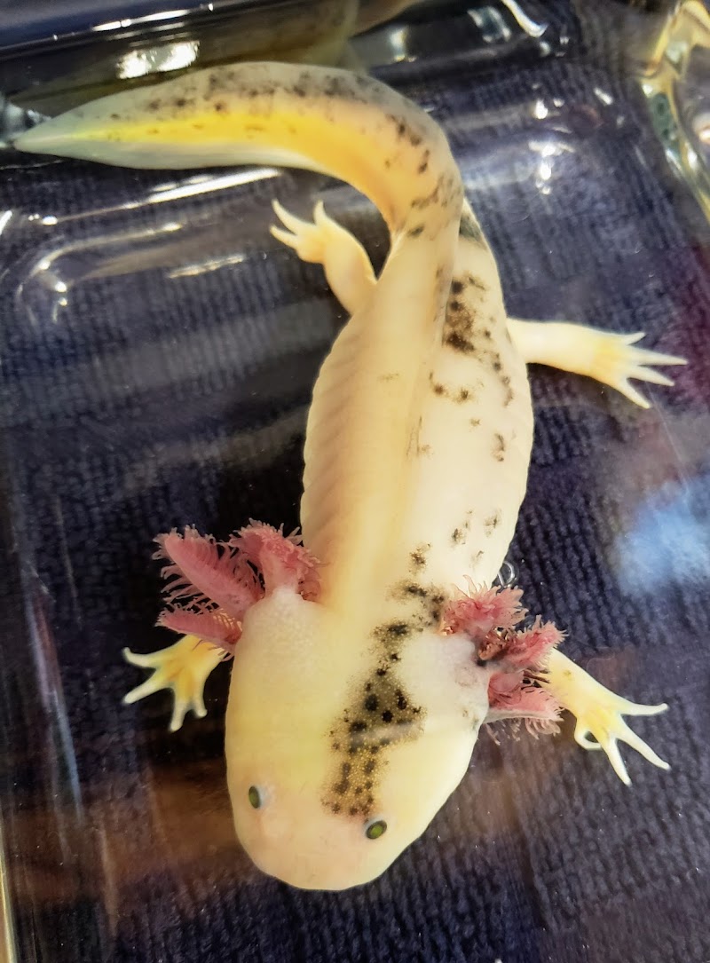 Awesome Axolotls - Photo 1