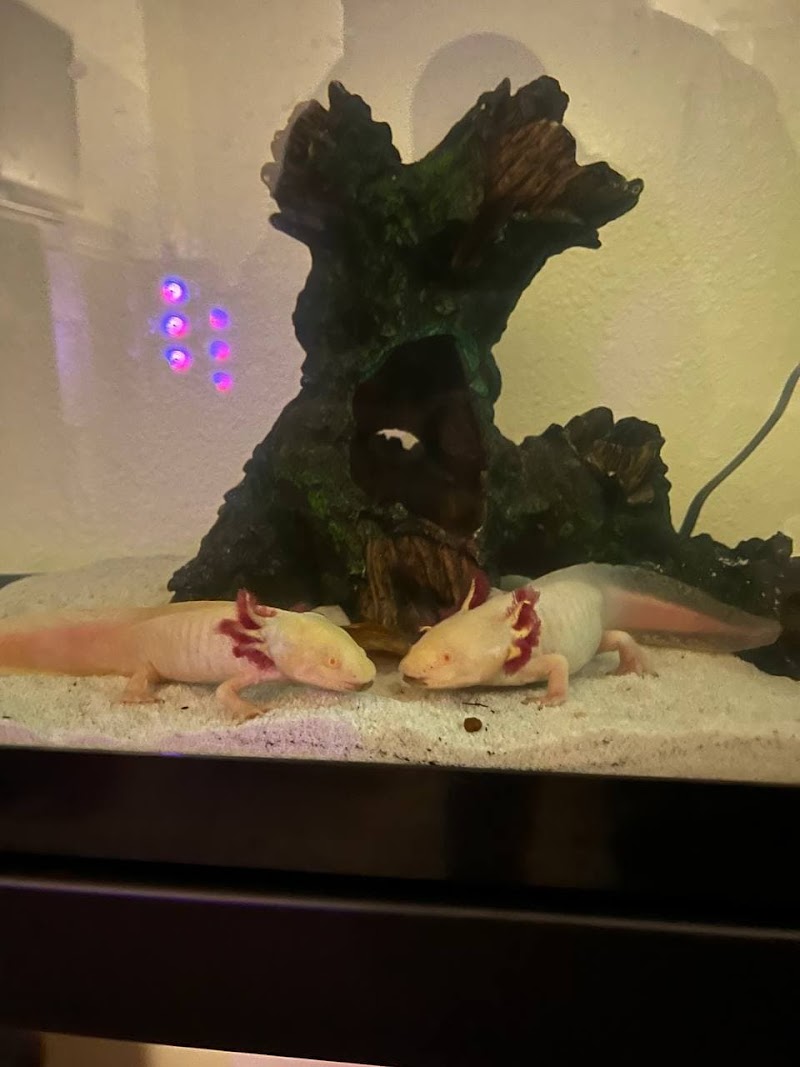 Awesome Axolotls - Photo 2