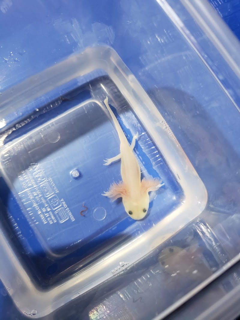 Awesome Axolotls - Photo 3