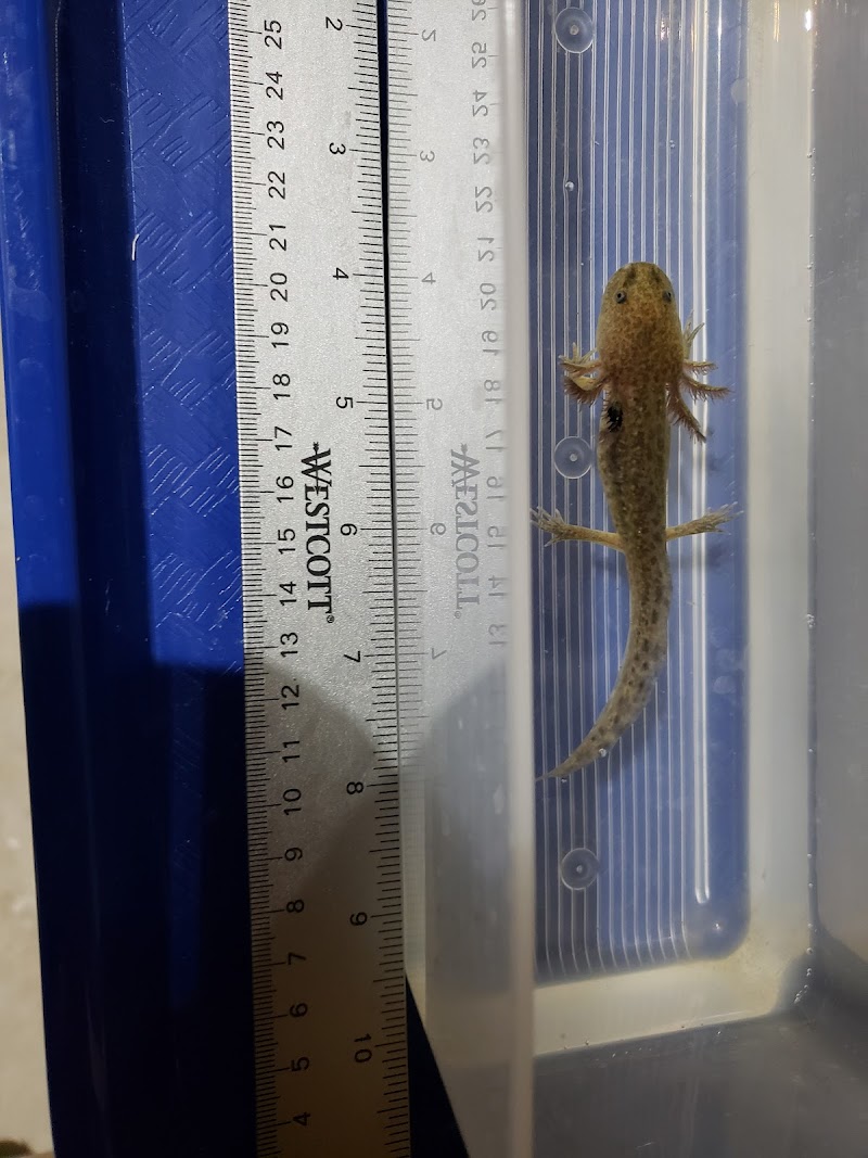 Awesome Axolotls - Photo 5