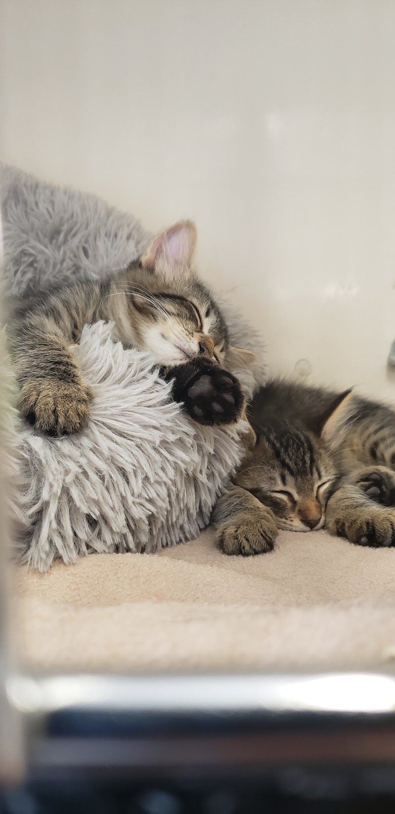 Duncan's Pet Shop - Photo 4