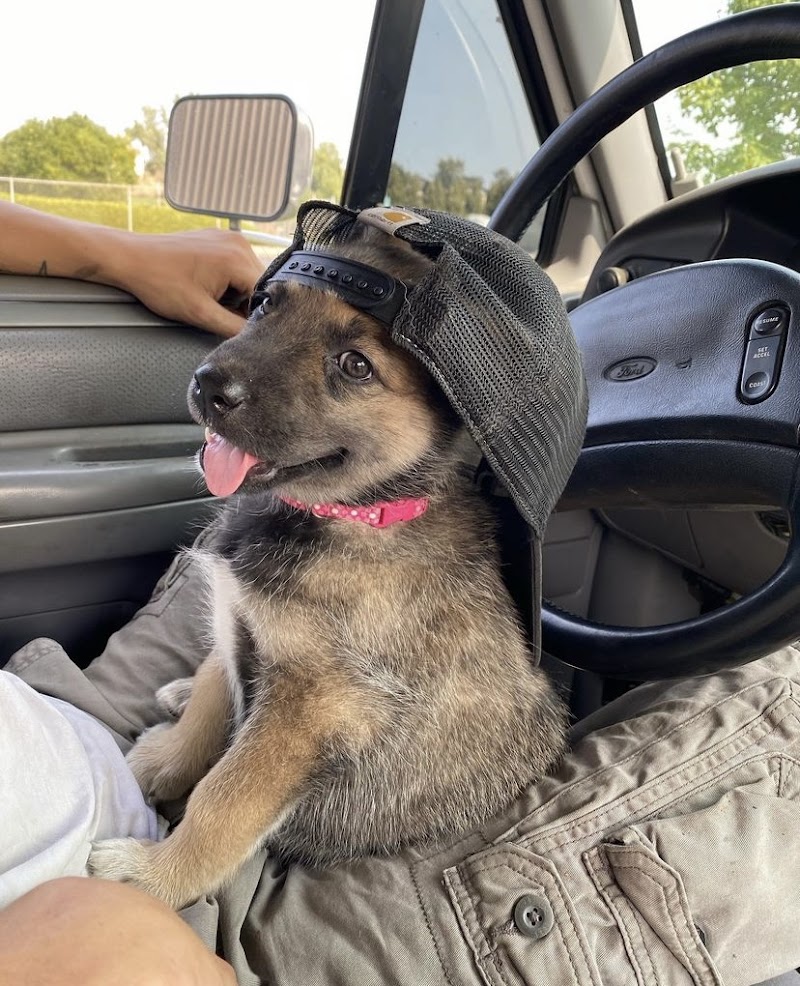 CDA Pet Market - Photo 4