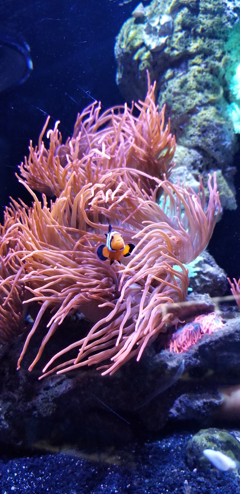 Aquarium Shoppe - Photo 4