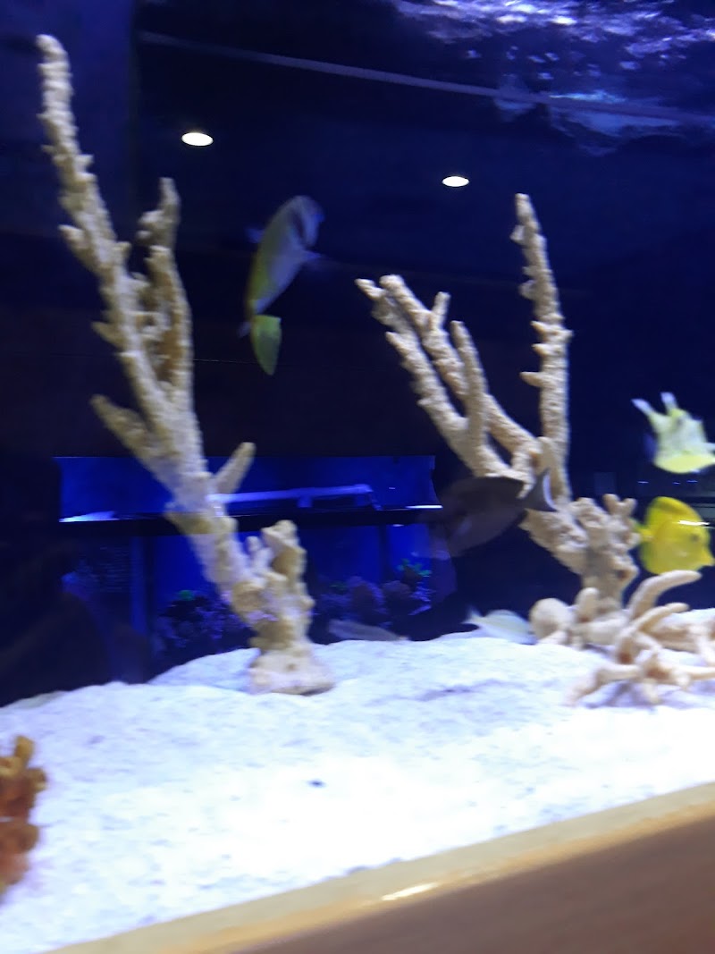 Aquatic Dreams & Funky Monkey Coral - Photo 4