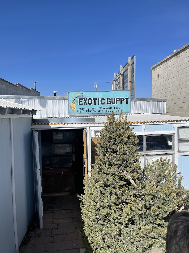 Exotic Guppy - Photo 1