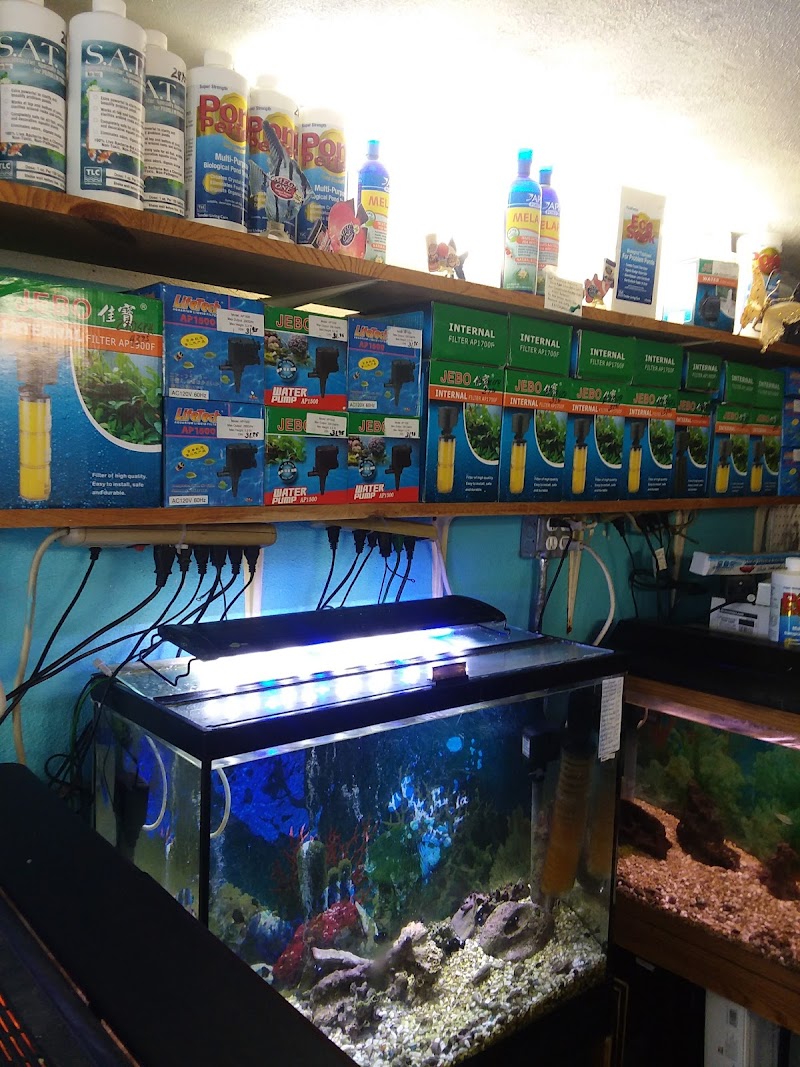 Exotic Guppy - Photo 2