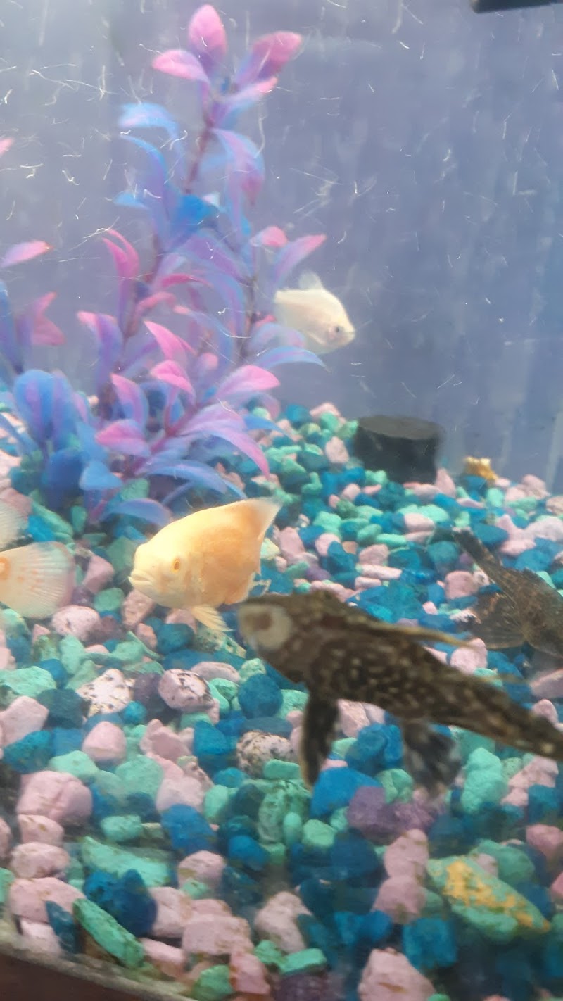 Exotic Guppy - Photo 3