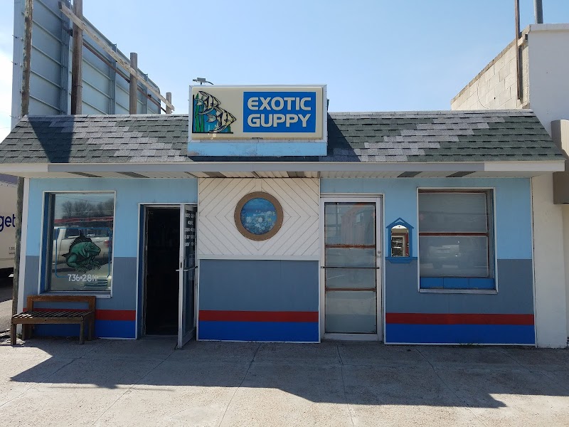 Exotic Guppy - Photo 4