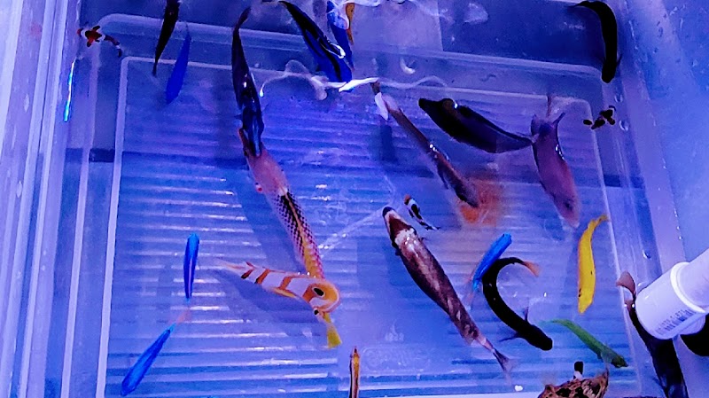 Sho Tank Aquariums - Photo 2