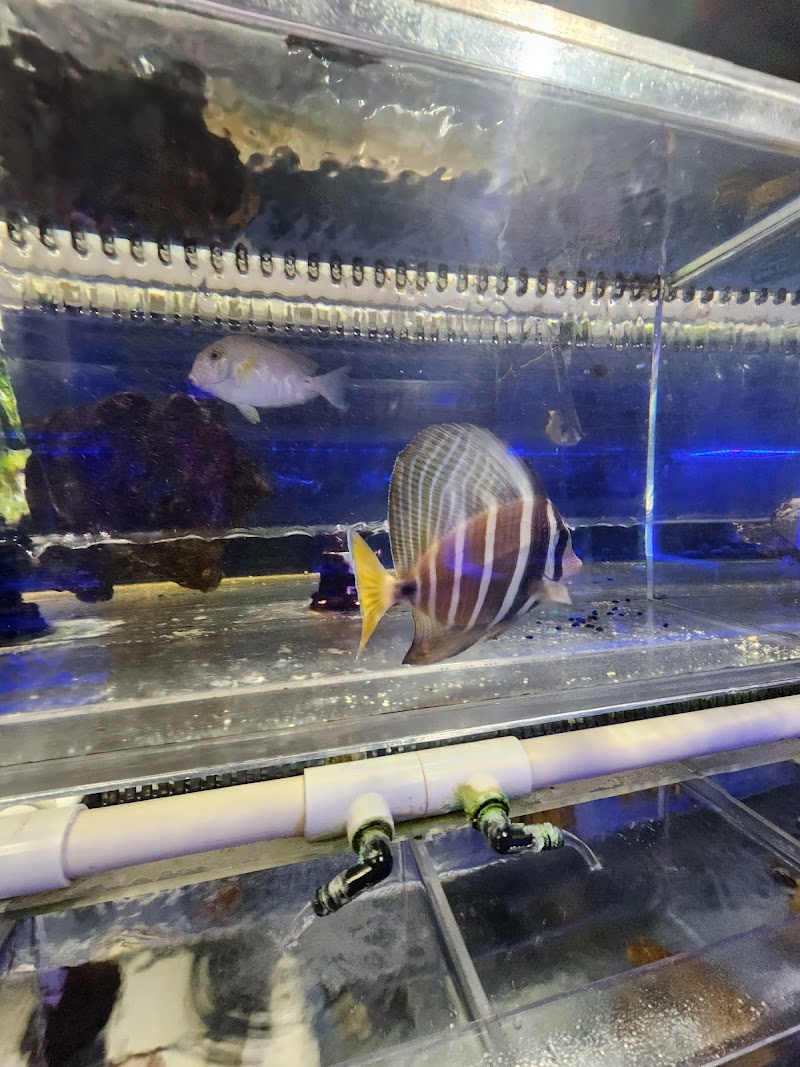 Sho Tank Aquariums - Photo 3