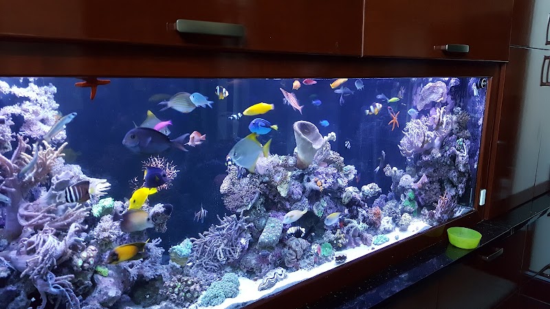 Sho Tank Aquariums - Photo 4