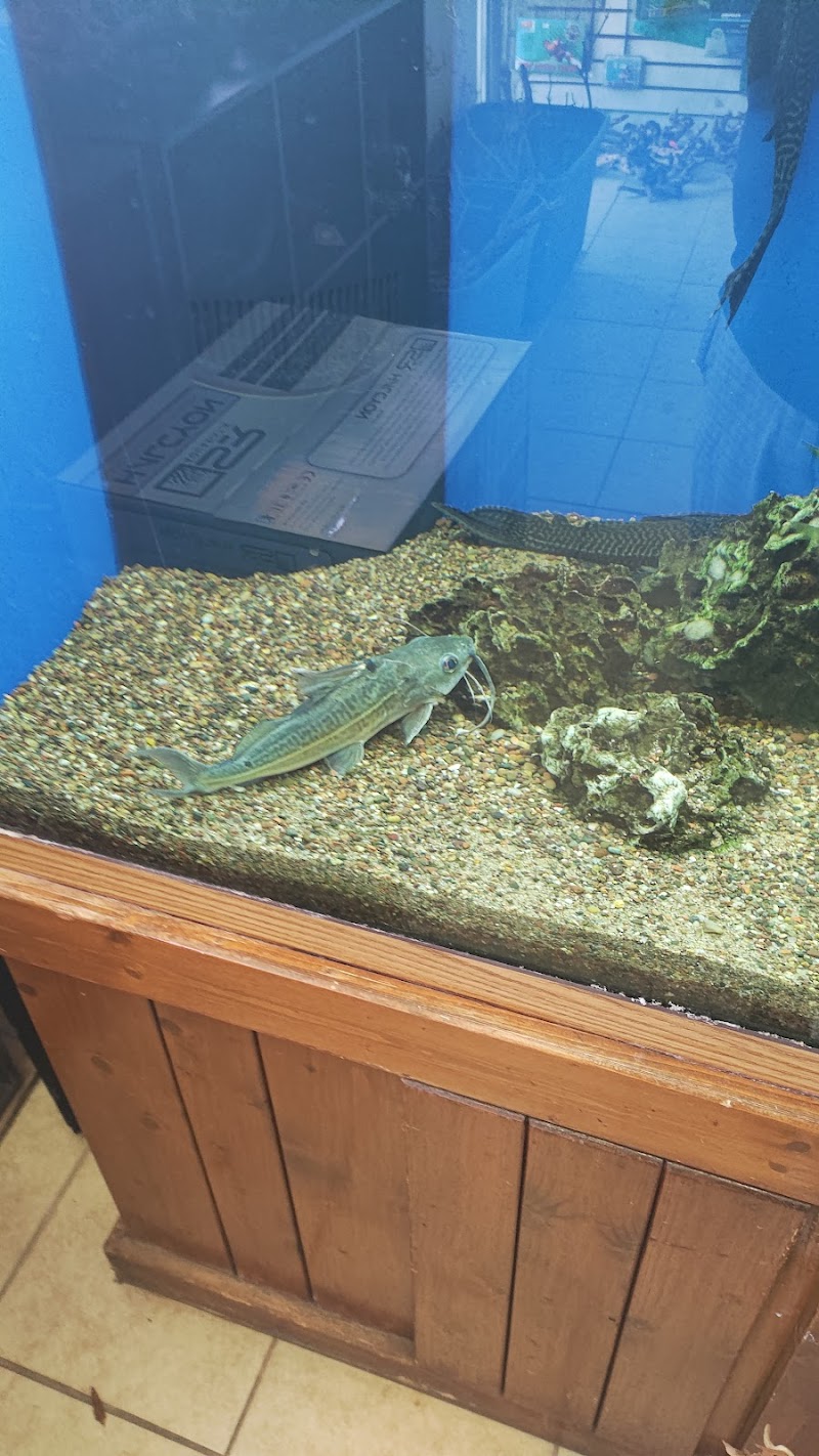 Ocean Design Aquarium - Photo 5