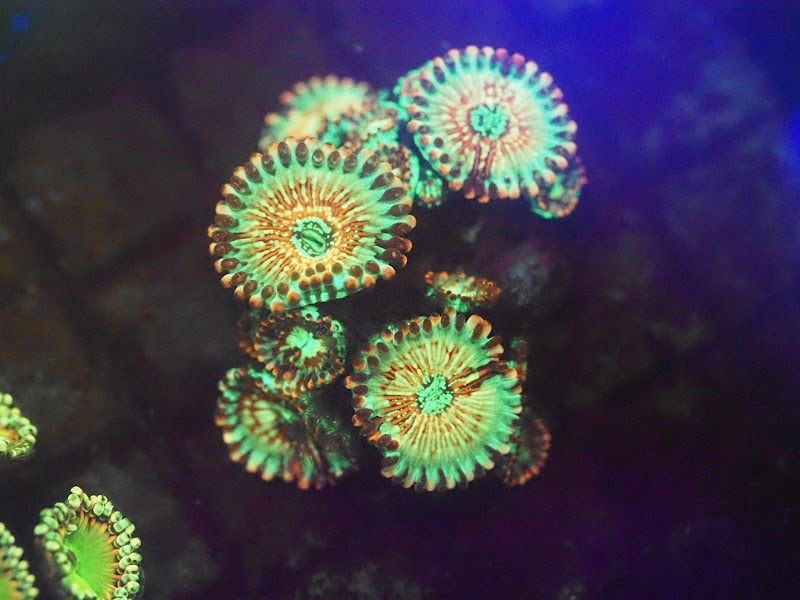 Blue Line Coral - Photo 2