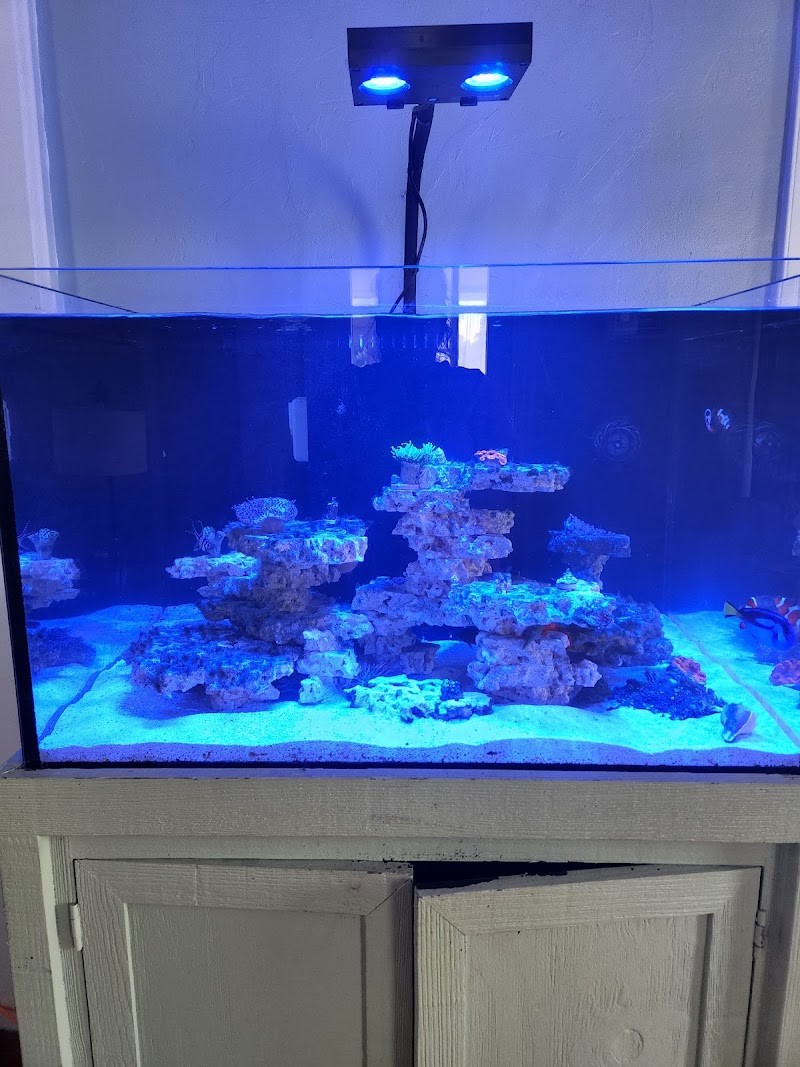 Blue Line Coral - Photo 3